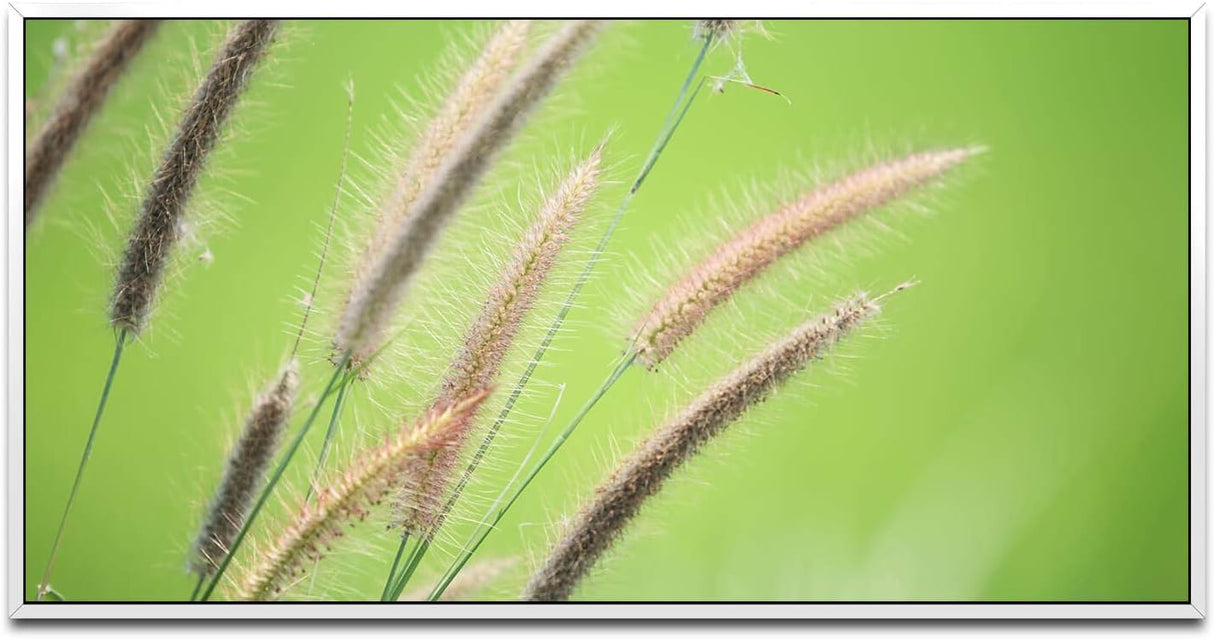 Grashalm ca. 130x70cm Wandbild inklusive Schattenfugenrahmen weiss - Panorama Leinwand Bild XXL Format Wandbilder Wohnzimmer Wohnung Deko Kunstdrucke
