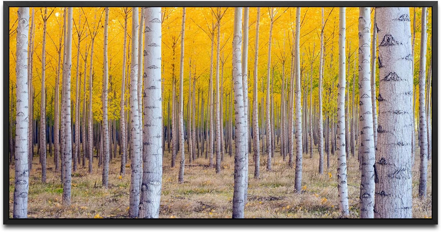 Herbst Birke ca. 130x70cm Wandbild inklusive Schattenfugenrahmen schwarz - Panorama Leinwand Bild XXL Format Wandbilder Wohnzimmer Wohnung Deko Kunstdrucke