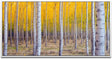 Herbst Birke ca. 130x70cm Wandbild inklusive Schattenfugenrahmen weiss - Panorama Leinwand Bild XXL Format Wandbilder Wohnzimmer Wohnung Deko Kunstdrucke