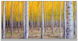 Herbst Birke ca. 130x70cm Wandbild inklusive Schattenfugenrahmen weiss - Panorama Leinwand Bild XXL Format Wandbilder Wohnzimmer Wohnung Deko Kunstdrucke