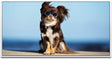Hund mit Sonnenbrille ca. 130x70cm Wandbild inklusive Schattenfugenrahmen weiss - Panorama Leinwand Bild XXL Format Wandbilder Wohnzimmer Wohnung Deko Kunstdrucke