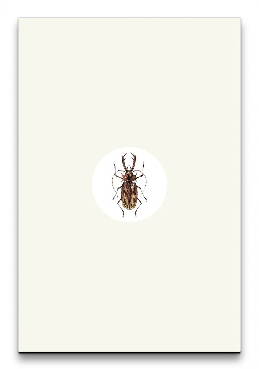 Insekten_026_1280x1280.jpg