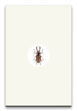 Insekten_026_1280x1280.jpg