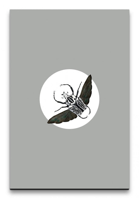 Insekten_003_1280x1280.jpg