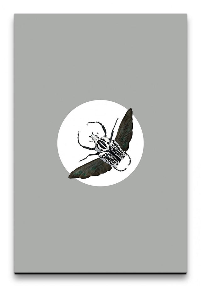 Insekten_003_1280x1280.jpg