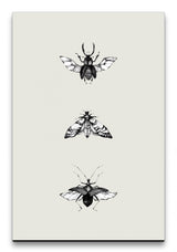 Insekten_042_1280x1280.jpg