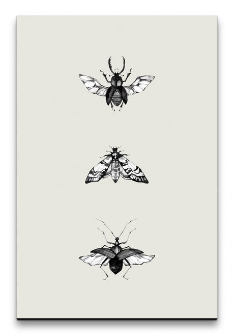 Insekten_042_1280x1280.jpg