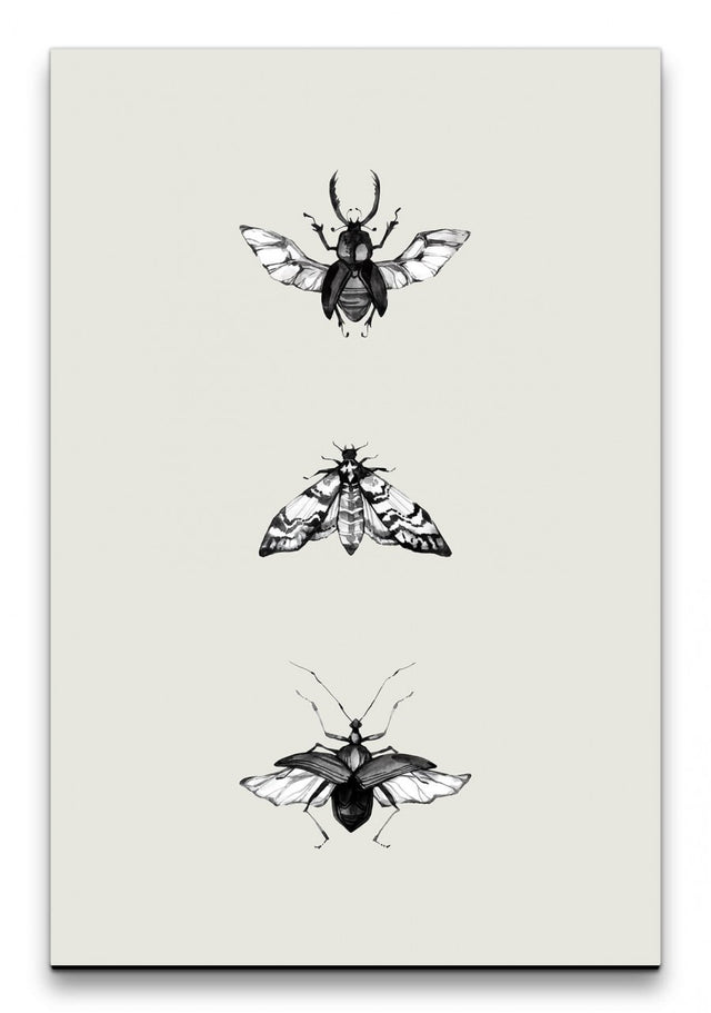 Insekten_042_1280x1280.jpg