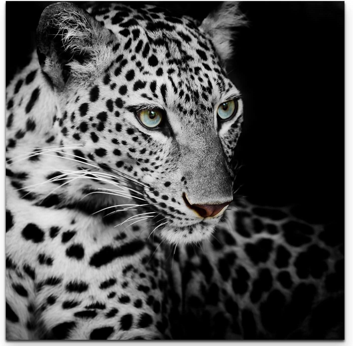 Paul Sinus Art Leinwandbilder | Bilder Leinwand 60x60cm Portrait eines liegenden Leoparden schwarzweiß
