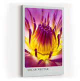 Paul Sinus Kunstdruck 40x60cm Blume Makro Gelb Pink Lila Lotus Blüte Solar Nectar