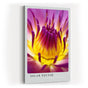Paul Sinus Kunstdruck 40x60cm Blume Makro Gelb Pink Lila Lotus Blüte Solar Nectar