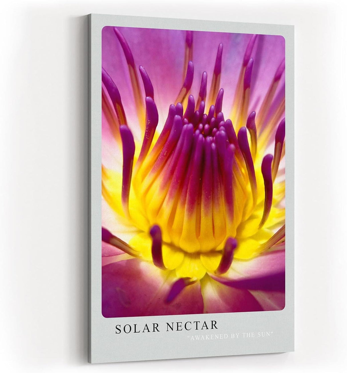 Paul Sinus Kunstdruck 40x60cm Blume Makro Gelb Pink Lila Lotus Blüte Solar Nectar
