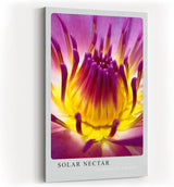 Paul Sinus Kunstdruck 40x60cm Blume Makro Gelb Pink Lila Lotus Blüte Solar Nectar
