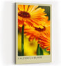 Paul Sinus Kunstdruck 40x60cm Calendula Bloom – leuchtend orange Ringelblumenblüte in Nahaufnahme