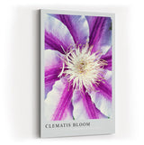 Paul Sinus Kunstdruck 40x60cm Clematis Bloom – violett-weiße Blüte in symmetrischer Komposition mit Fokus auf Zentrum