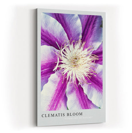 Paul Sinus Kunstdruck 40x60cm Clematis Bloom – violett-weiße Blüte in symmetrischer Komposition mit Fokus auf Zentrum