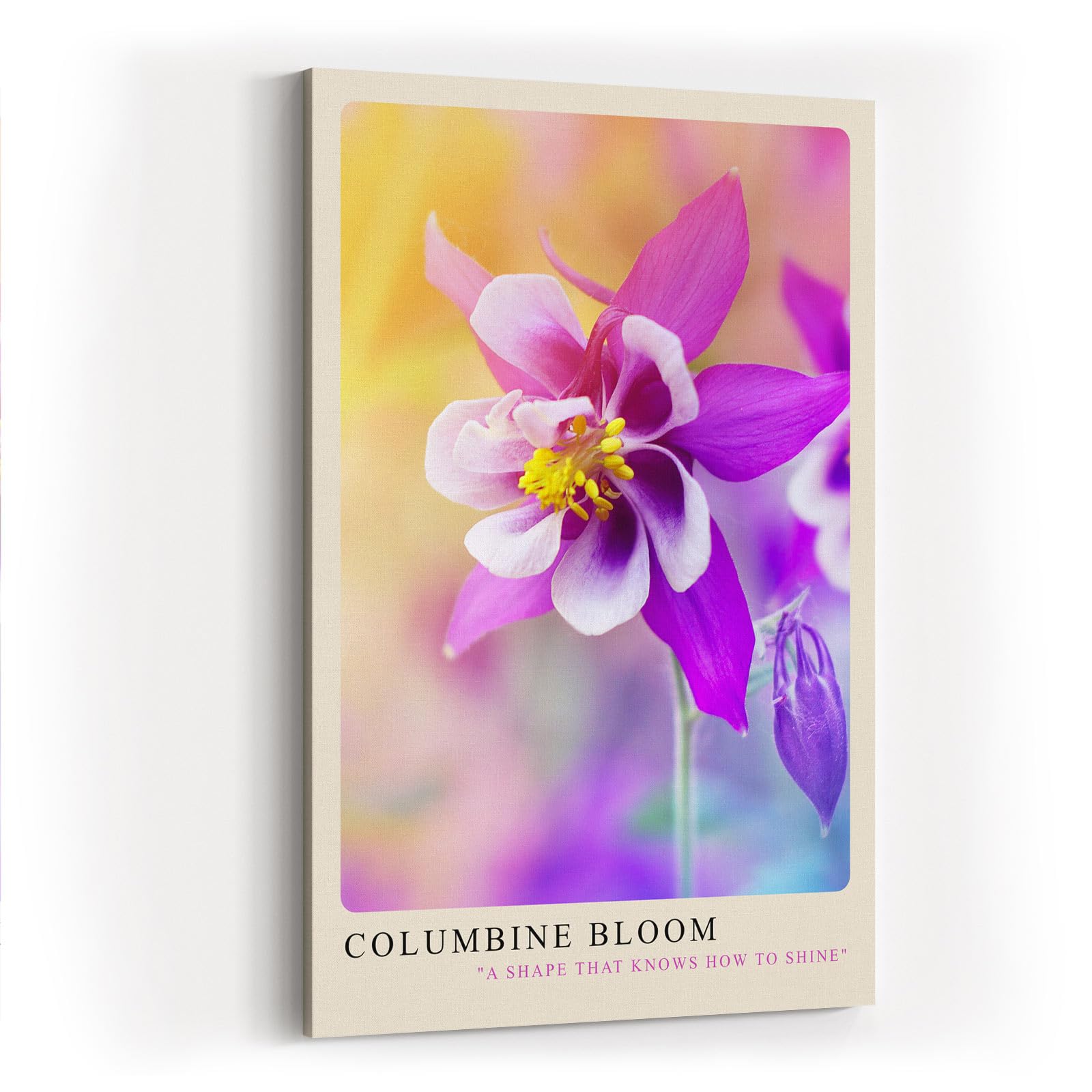 Paul Sinus Kunstdruck 40x60cm Columbine Bloom Nahaufnahme einer Akeleiblüte in zarten Farben mit Pastellhintergrund