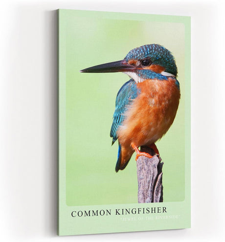 Paul Sinus Kunstdruck 40x60cm Common Kingfisher – Eisvogel auf Ast in brillanter Nahaufnahme mit leuchtenden Farben