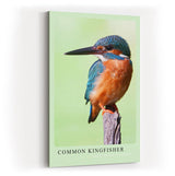 Paul Sinus Kunstdruck 40x60cm Common Kingfisher – Eisvogel auf Ast in brillanter Nahaufnahme mit leuchtenden Farben