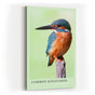 Paul Sinus Kunstdruck 40x60cm Common Kingfisher – Eisvogel auf Ast in brillanter Nahaufnahme mit leuchtenden Farben