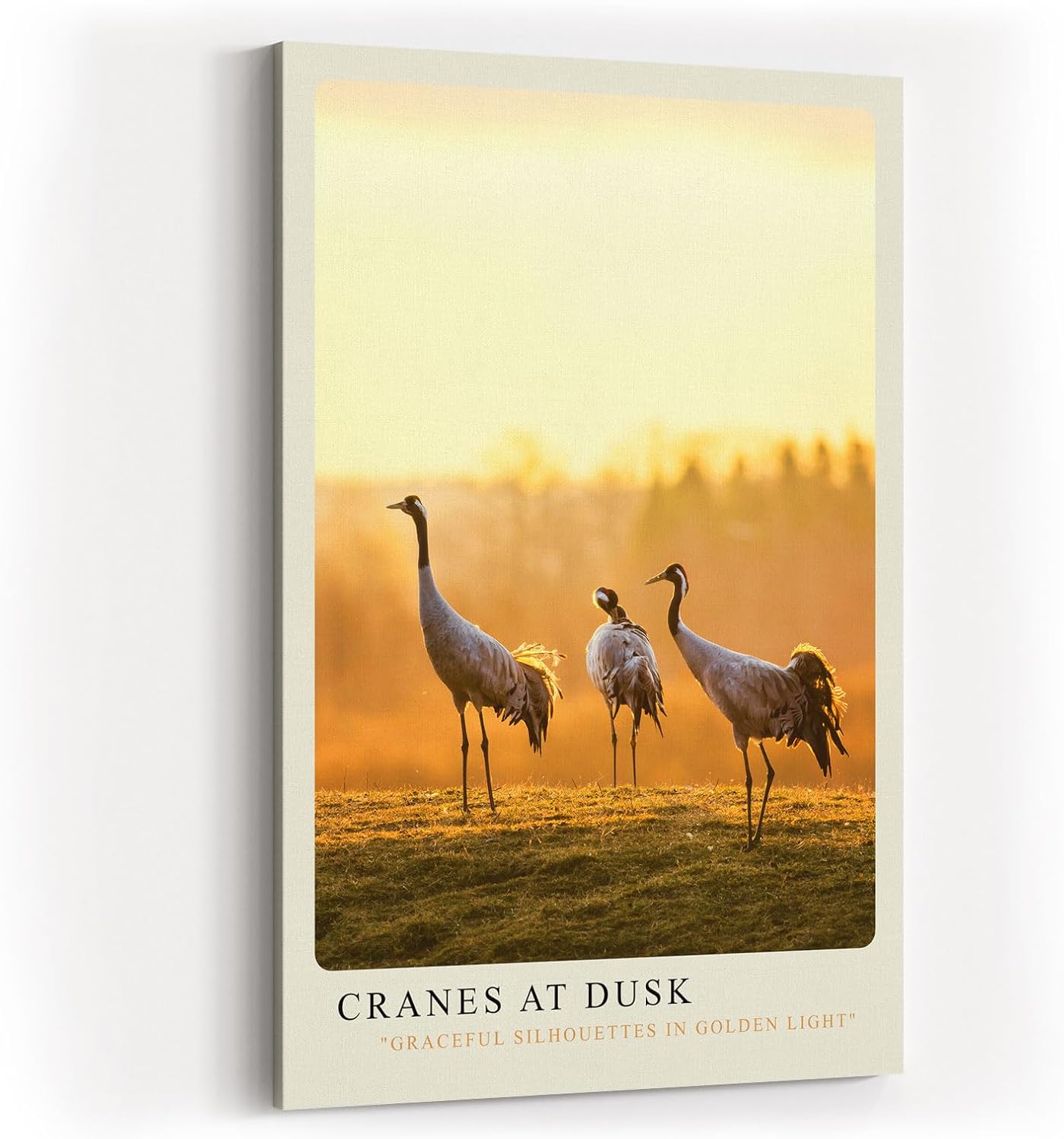 Paul Sinus Kunstdruck 40x60cm Cranes at Dusk Kraniche in goldener Abendstimmung auf Feld