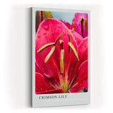 Paul Sinus Kunstdruck 40x60cm Crimson Lily rote Lilienblüte mit Wassertropfen in Nahaufnahme
