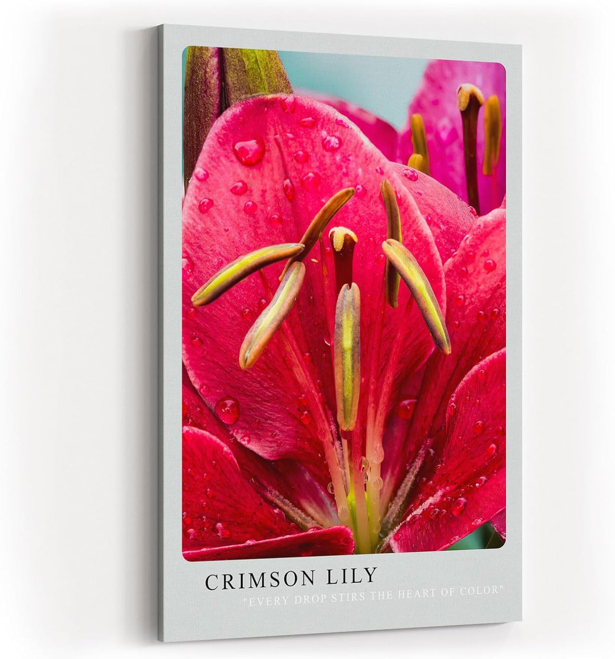 Paul Sinus Kunstdruck 40x60cm Crimson Lily rote Lilienblüte mit Wassertropfen in Nahaufnahme
