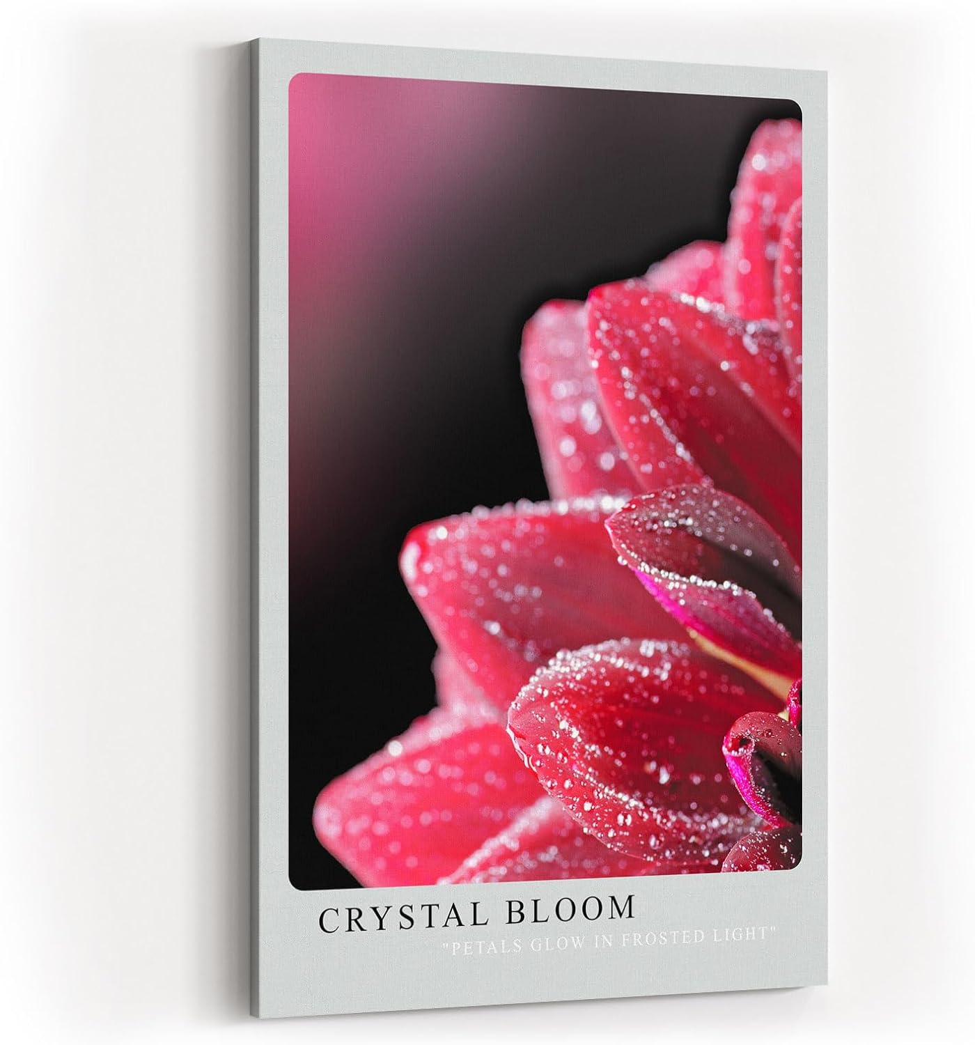 Paul Sinus Kunstdruck 40x60cm Crystal Bloom Rote Blüte mit Tautropfen in Nahaufnahme