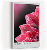 Paul Sinus Kunstdruck 40x60cm Crystal Bloom Rote Blüte mit Tautropfen in Nahaufnahme