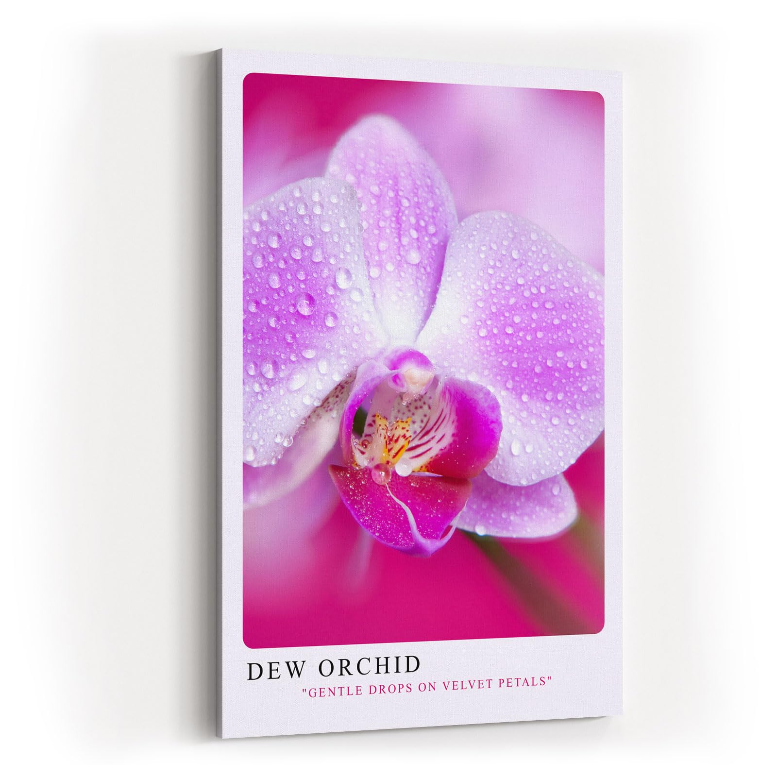 Paul Sinus Kunstdruck 40x60cm Dew Orchid Zarte Orchidee mit Tautropfen in Rosa und Violett