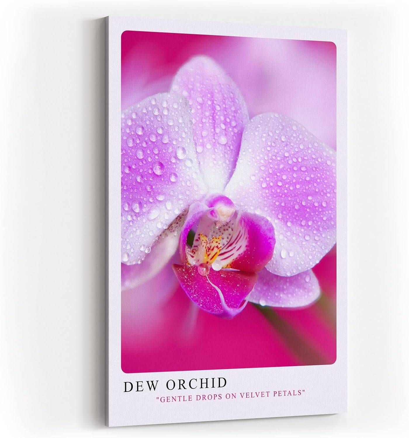 Paul Sinus Kunstdruck 40x60cm Dew Orchid Zarte Orchidee mit Tautropfen in Rosa und Violett