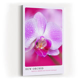 Paul Sinus Kunstdruck 40x60cm Dew Orchid Zarte Orchidee mit Tautropfen in Rosa und Violett