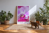 Paul Sinus Kunstdruck 40x60cm Dew Orchid Zarte Orchidee mit Tautropfen in Rosa und Violett
