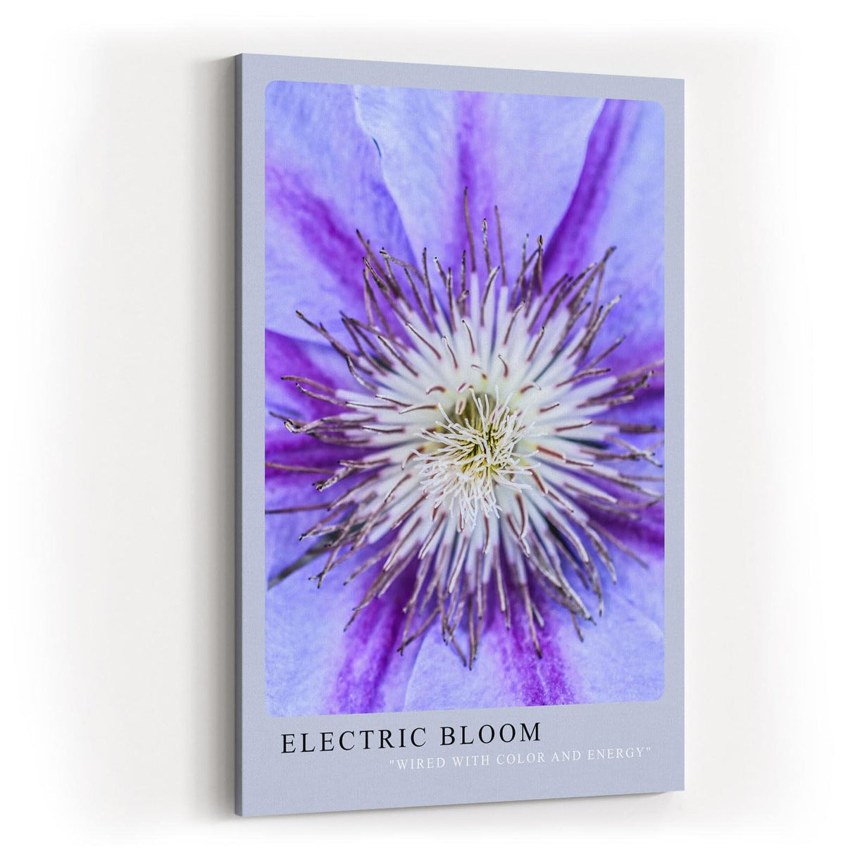 Paul Sinus Kunstdruck 40x60cm Electric Bloom – Nahaufnahme einer lila Blüte mit intensiver Mitte