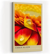 Paul Sinus Kunstdruck 40x60cm Ember Bloom – leuchtend rote und gelbe Blütenblätter mit Tautropfen in Nahaufnahme