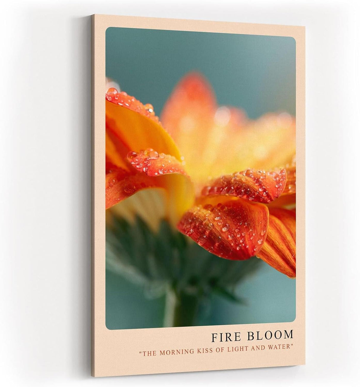 Paul Sinus Kunstdruck 40x60cm Fire Bloom – Blüte im Licht des Morgens mit funkelnden Tautropfen
