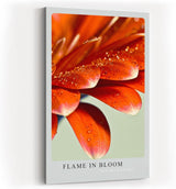 Paul Sinus Kunstdruck 40x60cm Flame in Bloom – rote Blütenblätter mit Tautropfen in leuchtender Nahaufnahme