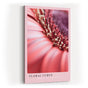 Paul Sinus Kunstdruck 40x60cm Floral Curve mit Makroaufnahme einer rosa Blüte in sanfter Kurve