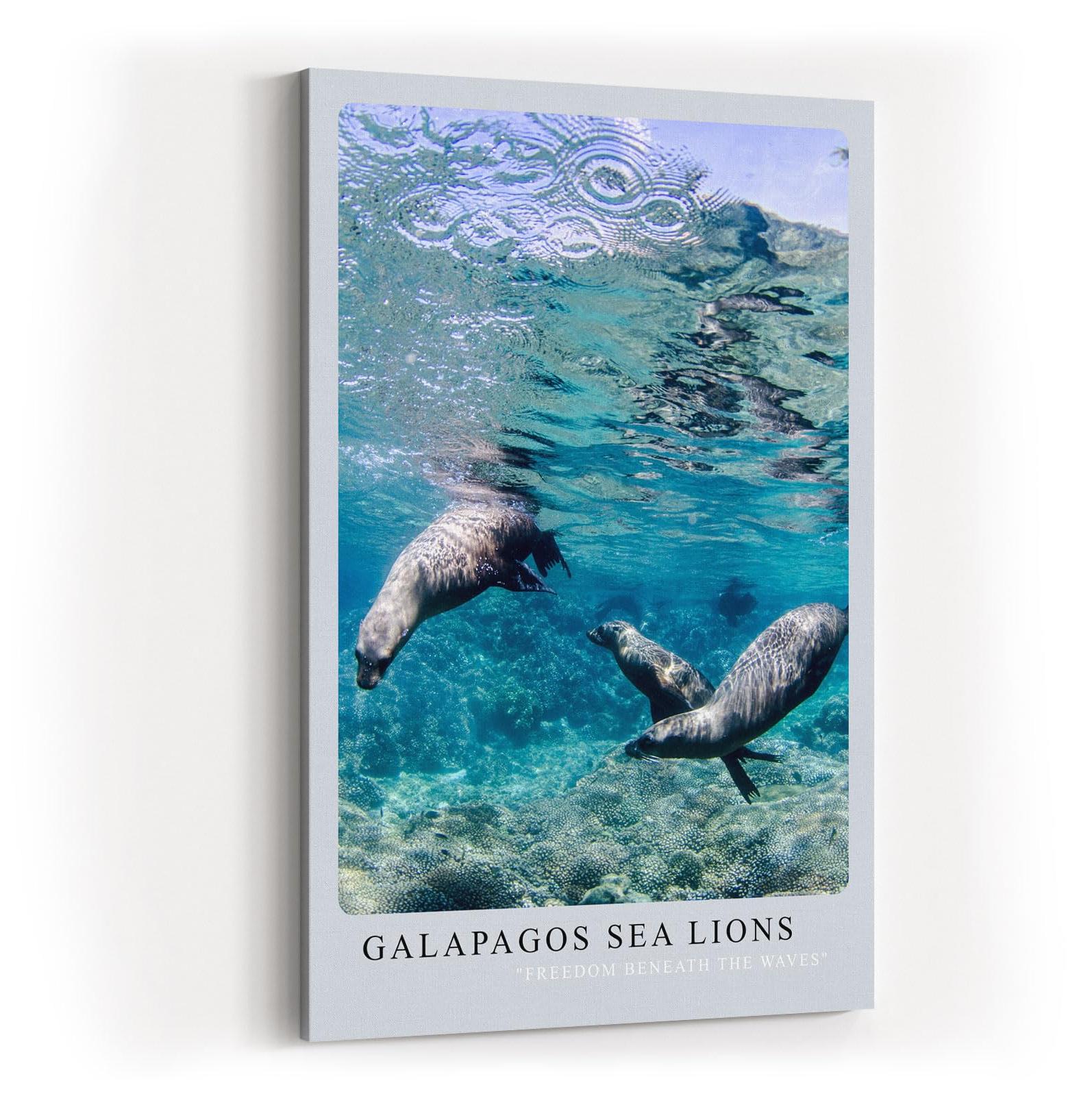 Paul Sinus Kunstdruck 40x60cm Galapagos Sea Lions – Verspielte Seelöwen unter Wasser in tropischem Blau