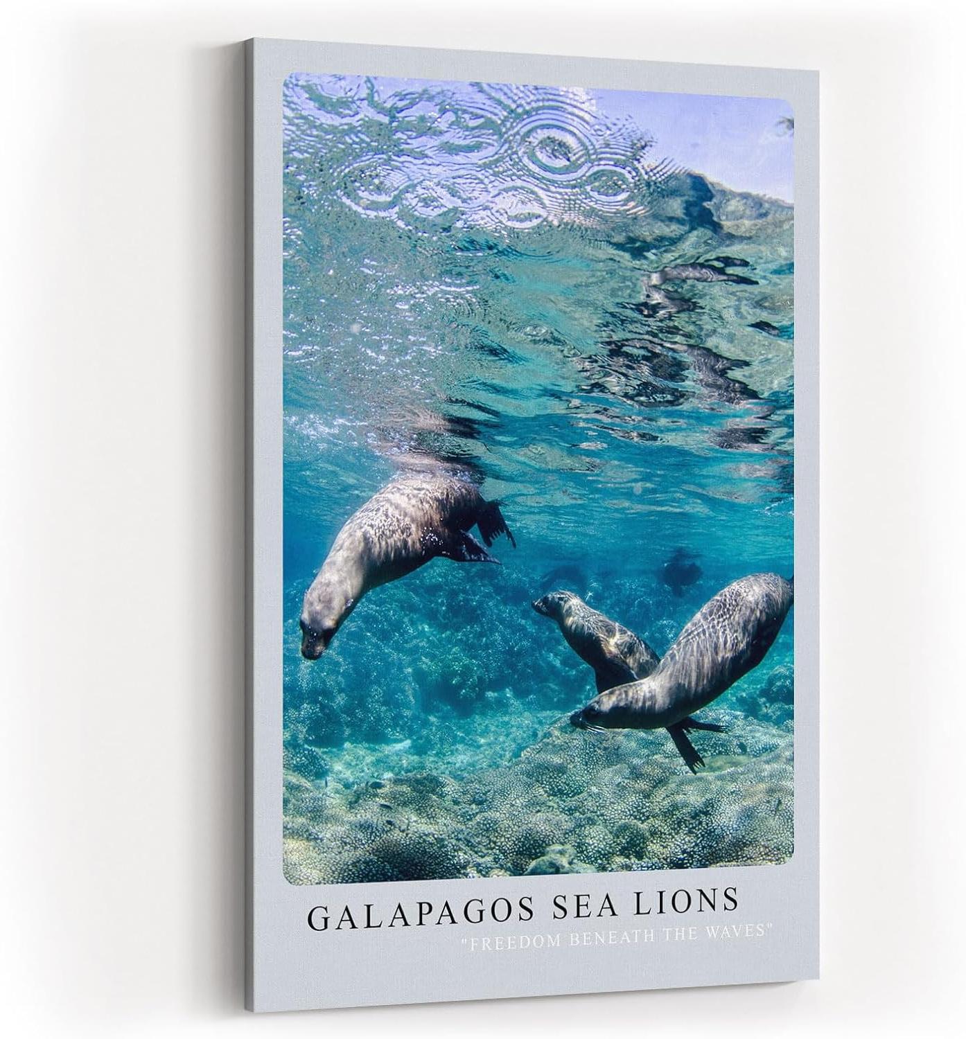 Paul Sinus Kunstdruck 40x60cm Galapagos Sea Lions – Verspielte Seelöwen unter Wasser in tropischem Blau