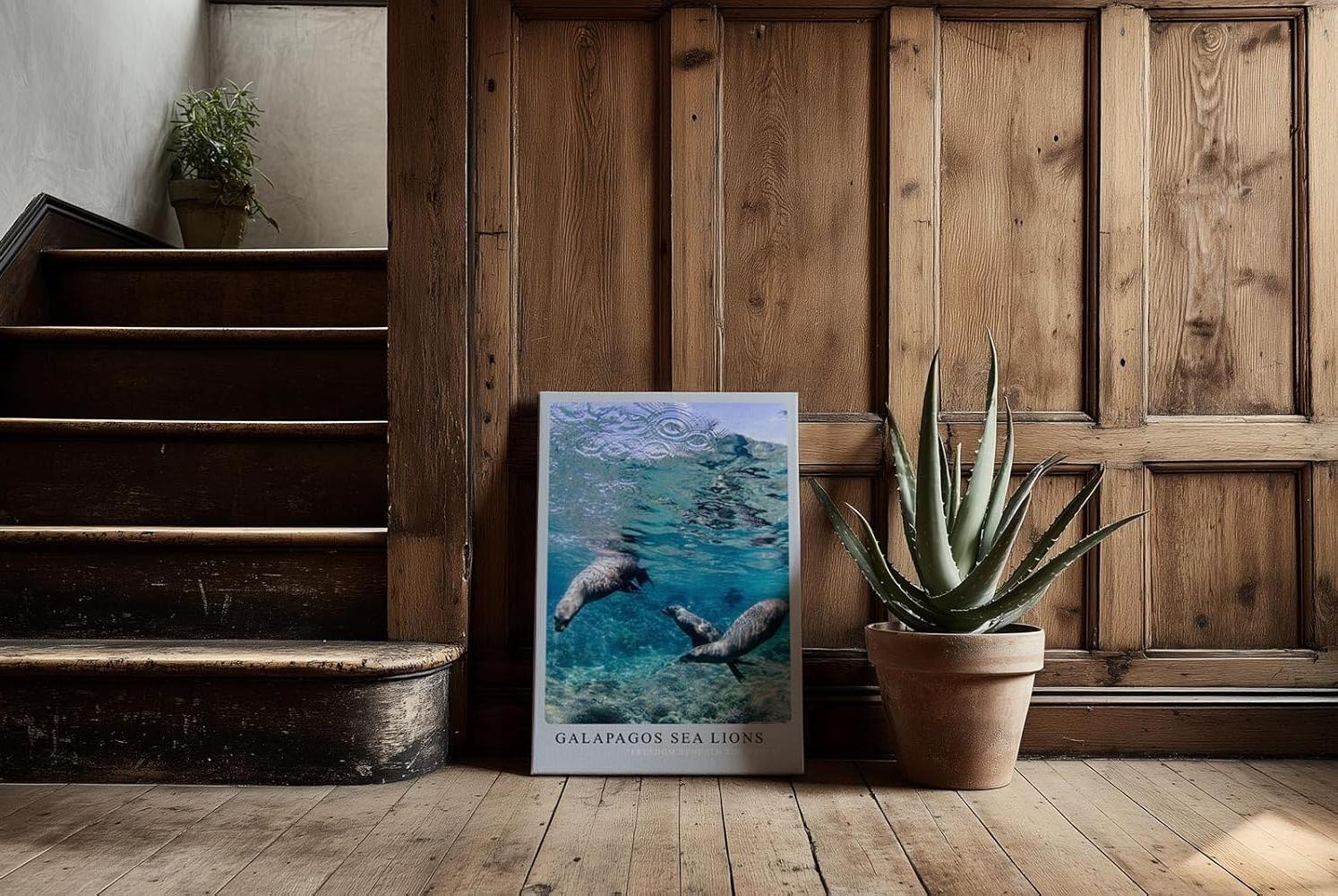 Paul Sinus Kunstdruck 40x60cm Galapagos Sea Lions – Verspielte Seelöwen unter Wasser in tropischem Blau