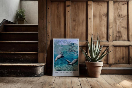 Paul Sinus Kunstdruck 40x60cm Galapagos Sea Lions – Verspielte Seelöwen unter Wasser in tropischem Blau