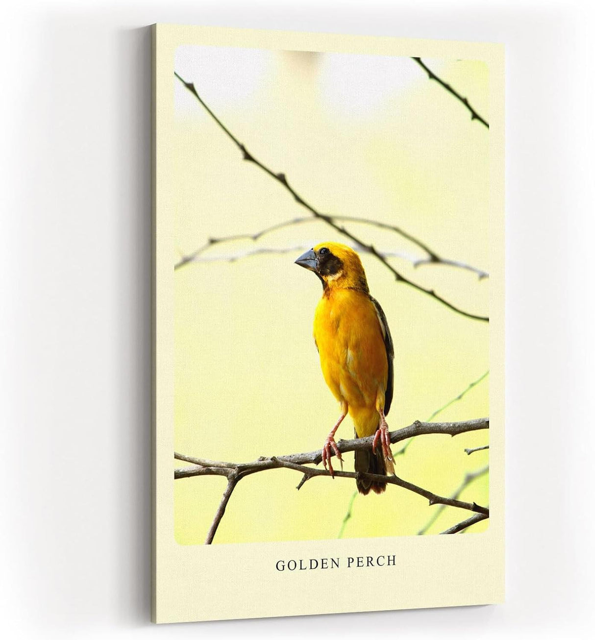 Paul Sinus Kunstdruck 40x60cm Golden Perch mit gelbem Singvogel auf Ast vor hellem Hintergrund