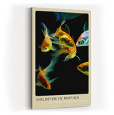 Paul Sinus Kunstdruck 40x60cm Goldfish in Motion – Elegante Goldfische in lebendiger Bewegung auf schwarzem Grund