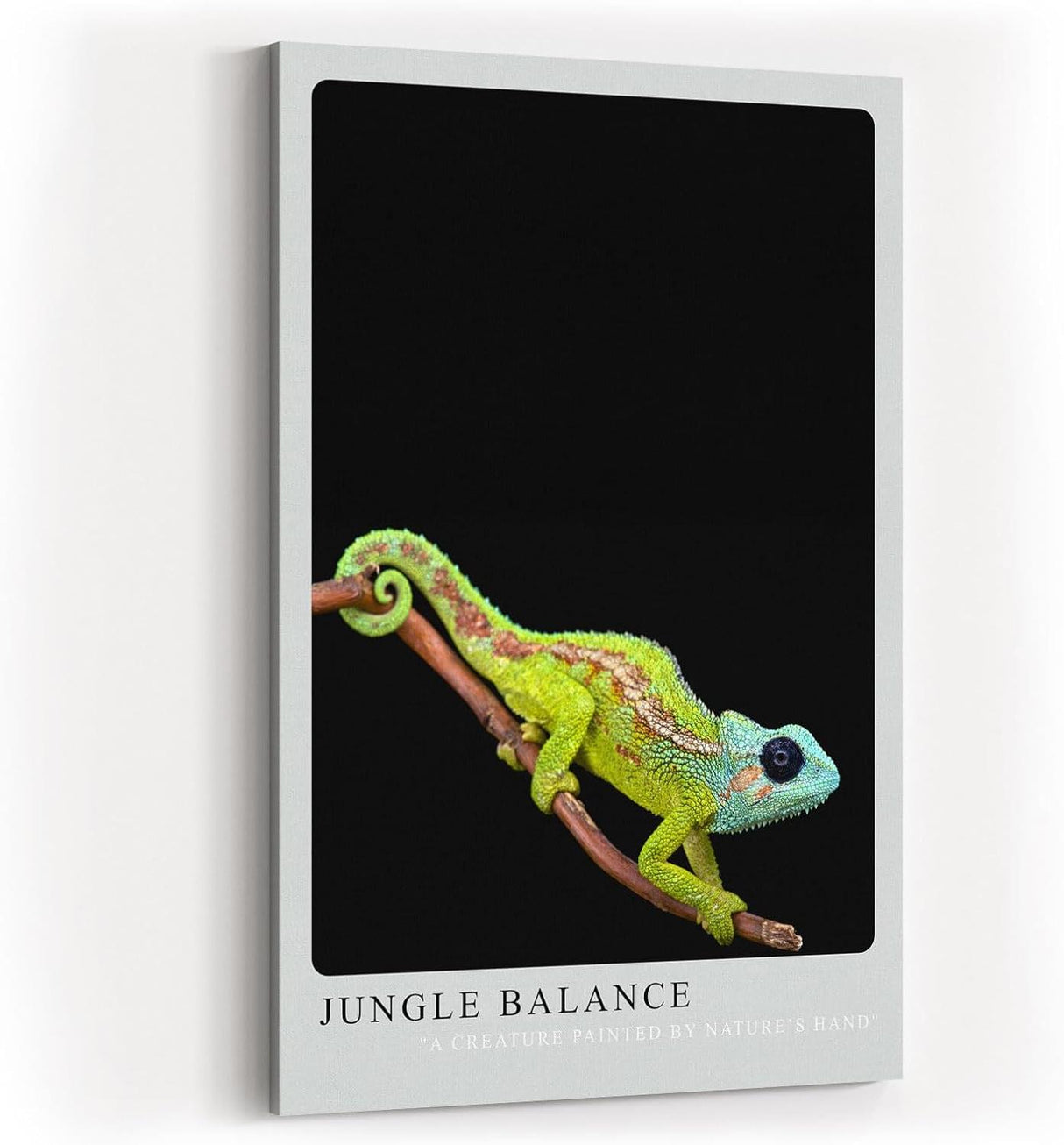 Paul Sinus Kunstdruck 40x60cm Jungle Balance mit Chamäleon auf Ast vor schwarzem Hintergrund