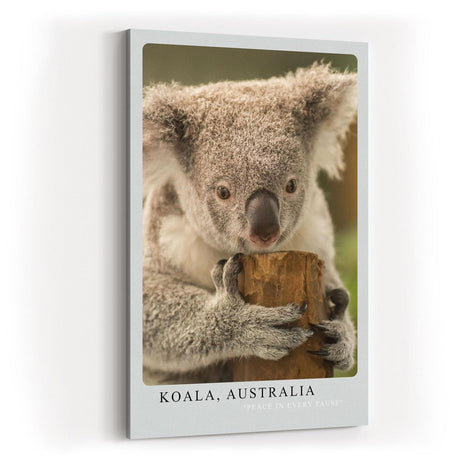 Paul Sinus Kunstdruck 40x60cm Koala Australia – Sanfter Koala in Nahaufnahme als Symbol für Ruhe und Naturverbundenheit
