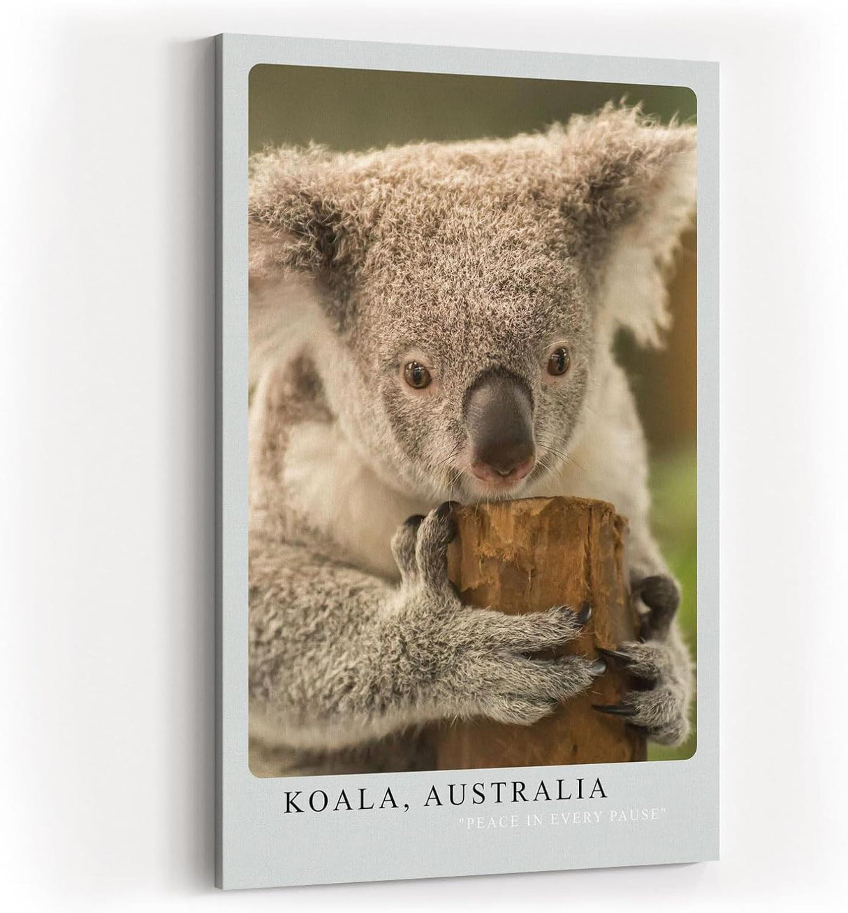 Paul Sinus Kunstdruck 40x60cm Koala Australia – Sanfter Koala in Nahaufnahme als Symbol für Ruhe und Naturverbundenheit