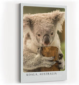 Paul Sinus Kunstdruck 40x60cm Koala Australia – Sanfter Koala in Nahaufnahme als Symbol für Ruhe und Naturverbundenheit