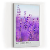 Paul Sinus Kunstdruck 40x60cm Lavender Field – Nahaufnahme blühender Lavendelzweige im Sommerlicht
