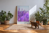 Paul Sinus Kunstdruck 40x60cm Lavender Field – Nahaufnahme blühender Lavendelzweige im Sommerlicht